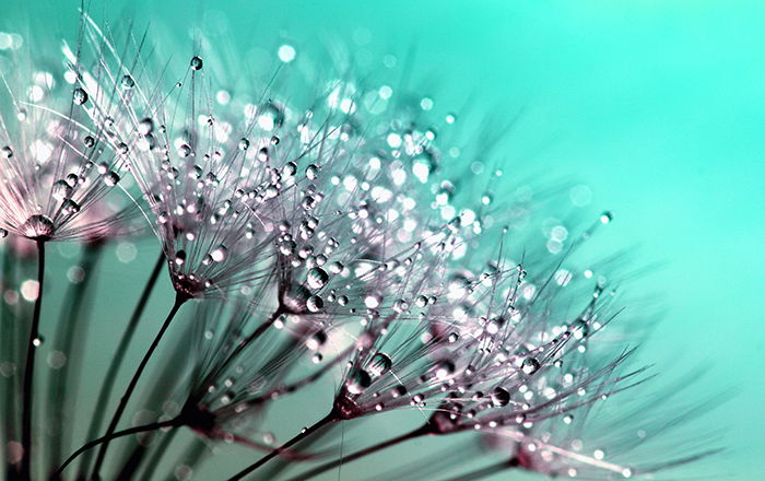 Artistic macro photo of dewdrops on flowers