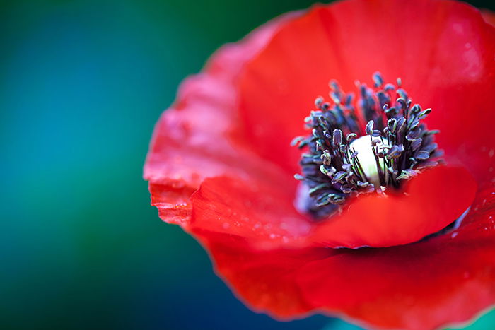 a macro photo of a poppy edited in Lightroom