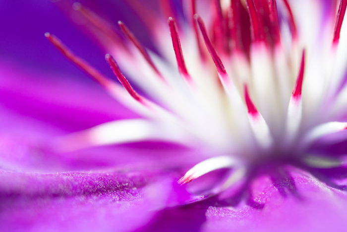 Fotografía macro de una flor exótica en colores violeta, rosa y blanco