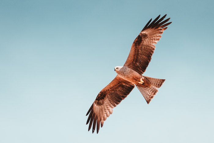 an eagle in flight - symbolism in photography