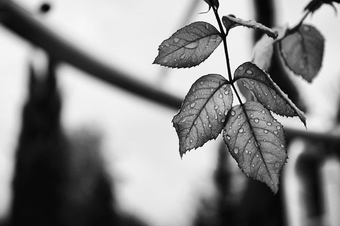 a black and white shot of rain splashed leafs - symbolism in photography