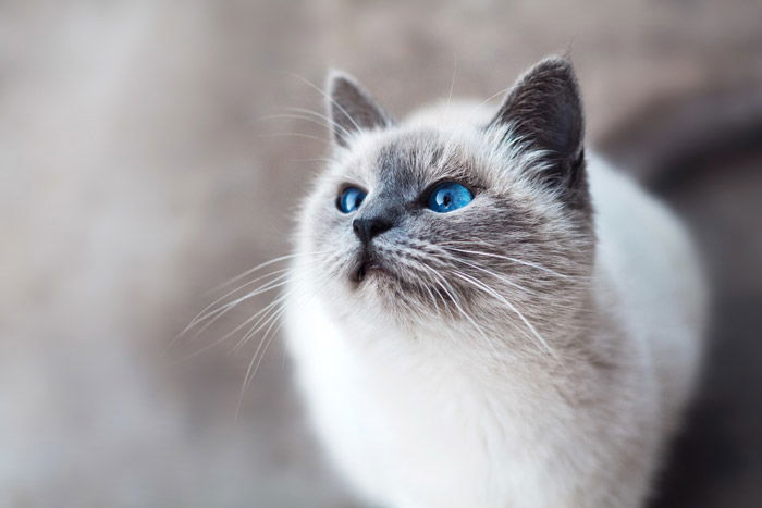 a cute brown and white cat - symbolism in photography