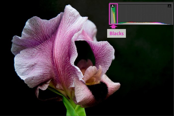 a close up of a pink flower and lightroom histogram showing blacks
