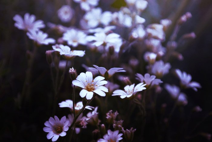 a close up of small white and lilac flowers - symbolism in photography