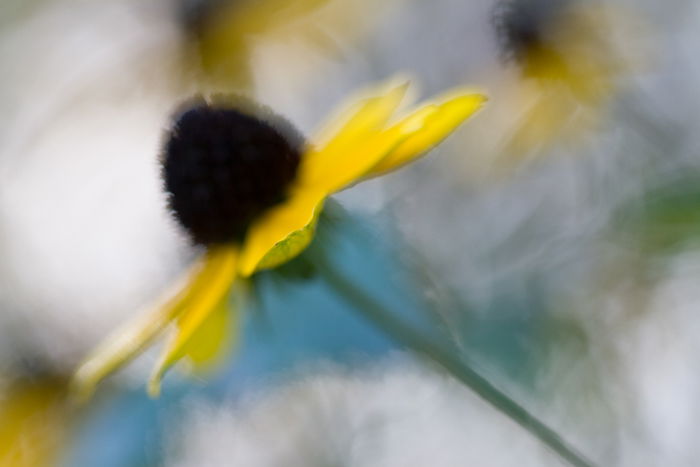 A soft focus fine art macro photos of a flower