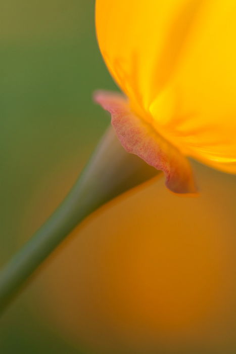 A soft focus fine art macro photos of a flower