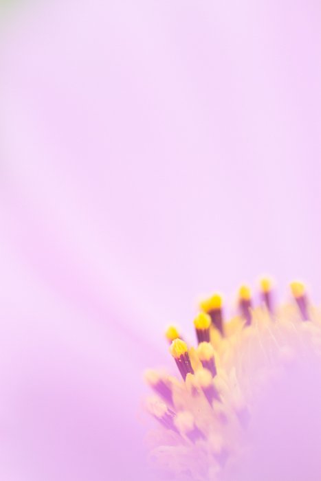 A soft focus fine art macro photos of the center of a cosmos flower