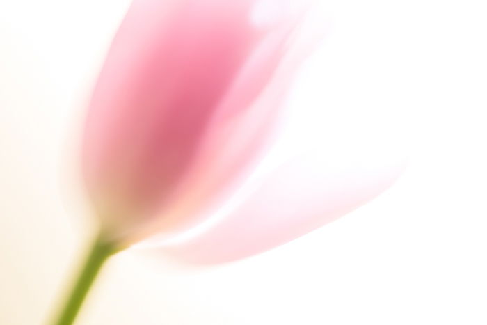 A soft focus fine art macro photos of a flower