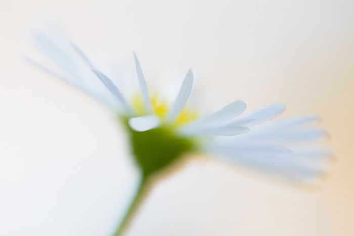 A soft focus fine art macro photos of a flower