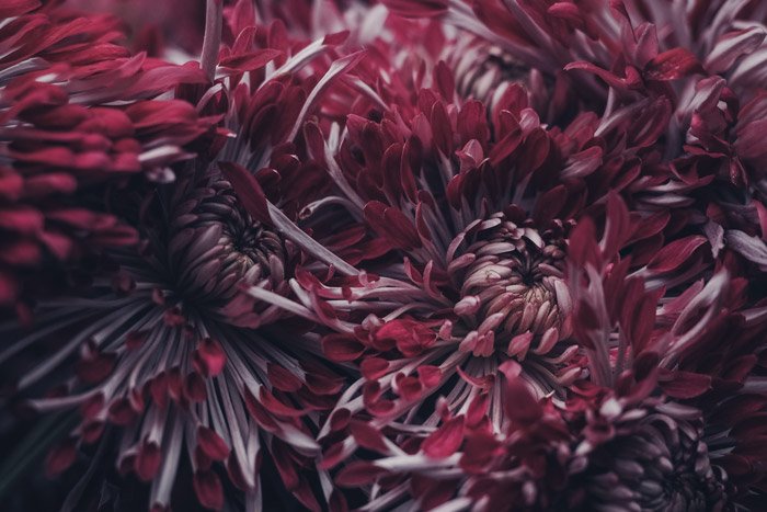 dark and moody shot of red and white flowers - symbolism in photography