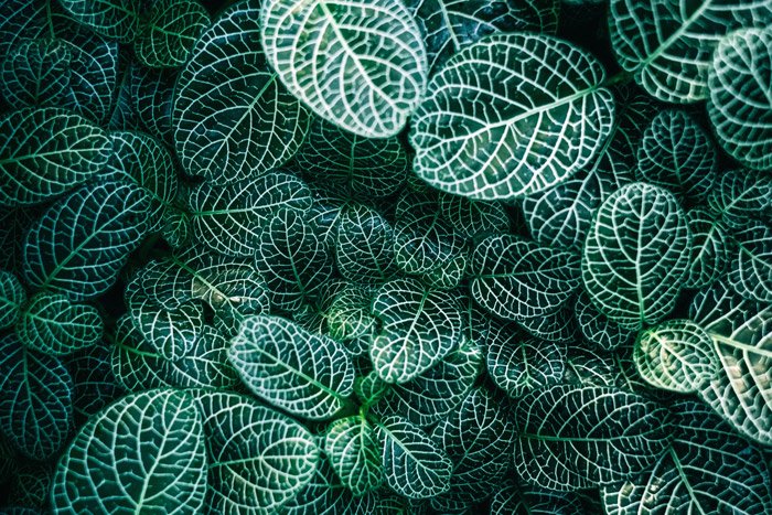 Overhead view of patterned leaves forming geometric shapes in nature