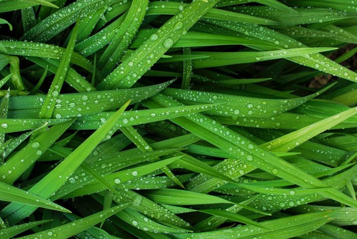 a close up of rain drops on grass- symbolism in photography