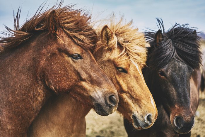 three brown wild horses - symbolism in photography