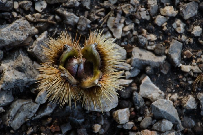 an image of a chestnut on a rocky floor