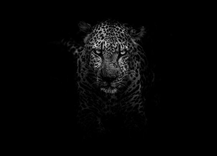 Dramatic low key portrait of a jaguar showing symbolism in photography