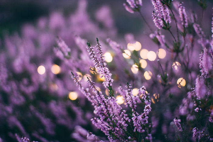 lavender flowers growing outdoors - symbolism in photography