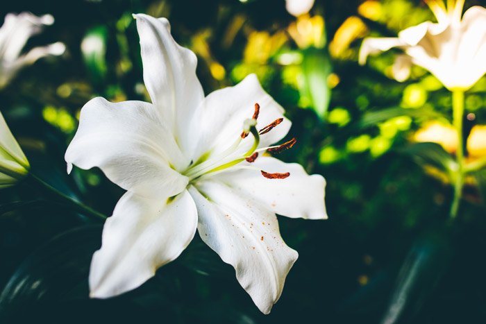 a white lily growing outdoors - symbolism in photography