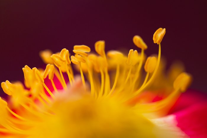 a macro photo of the center of a flower