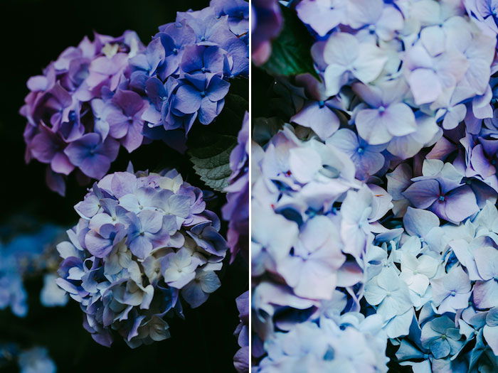 diptych flower photos edited with Lightroom - Adobe Lightroom mistakes