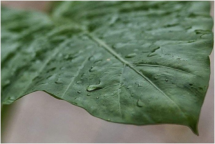 a close up of a dew dropped leaf - portrait photography pricing