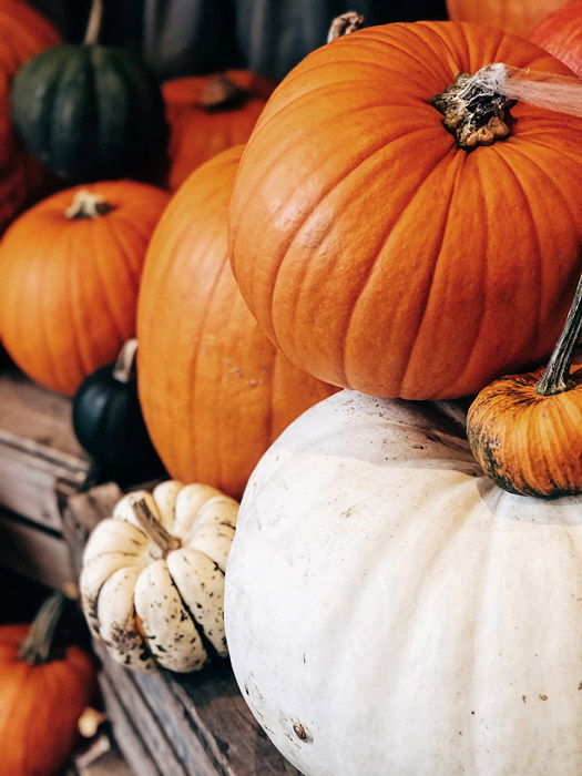 a still life of different shaped and sized pumpkins - symbolism in photography