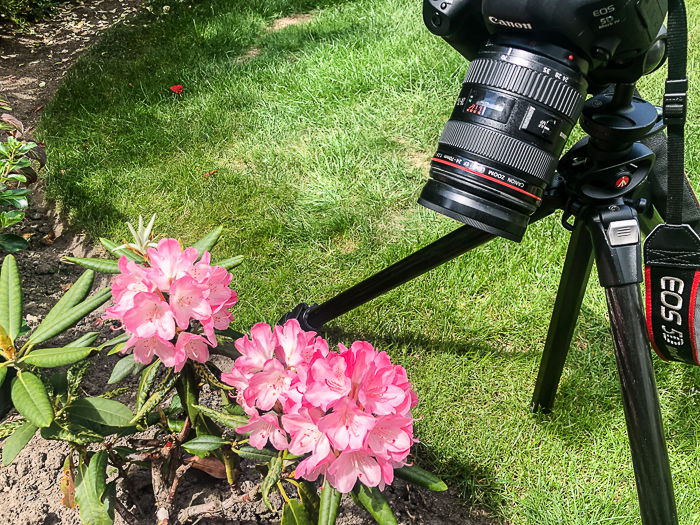 a Canon DSLR set up on a tripod taking a macro shot of pink flowers