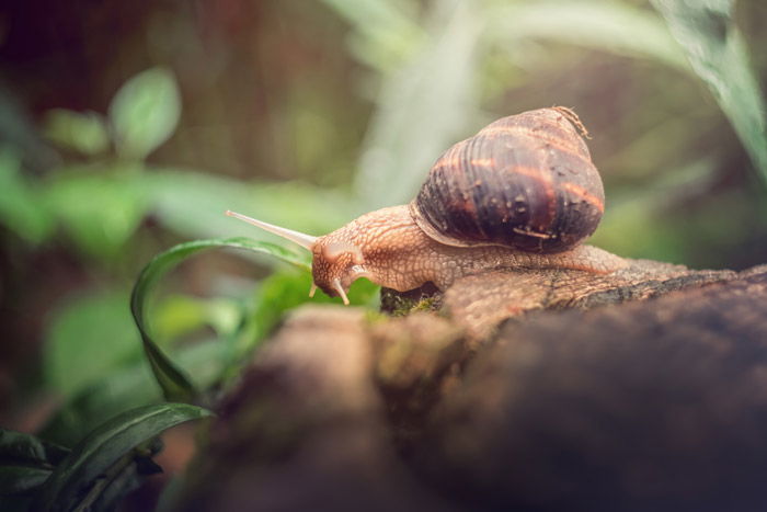 a snail on a log - symbolism in photography