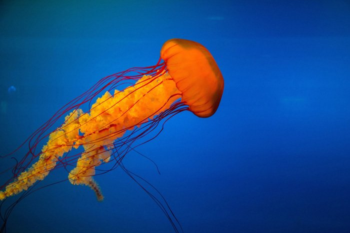 a vibrantly colored jellyfish underwater