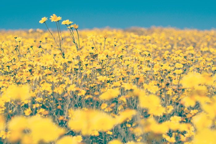 a meadow of yellow flowers - symbolism in photography
