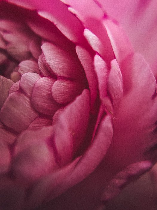 a tightly cropped macro photo of a flower edited in Lightroom