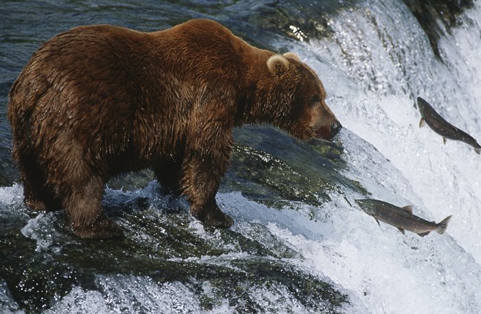 a brown bear standing atop a waterfall with fish jumping out of the water, frozen in action