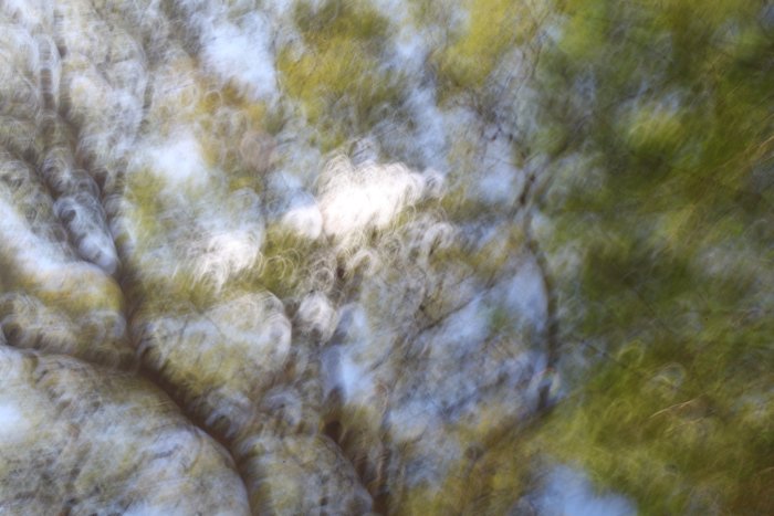 the branches and leaves of a large tree blurred by intentional camera movement