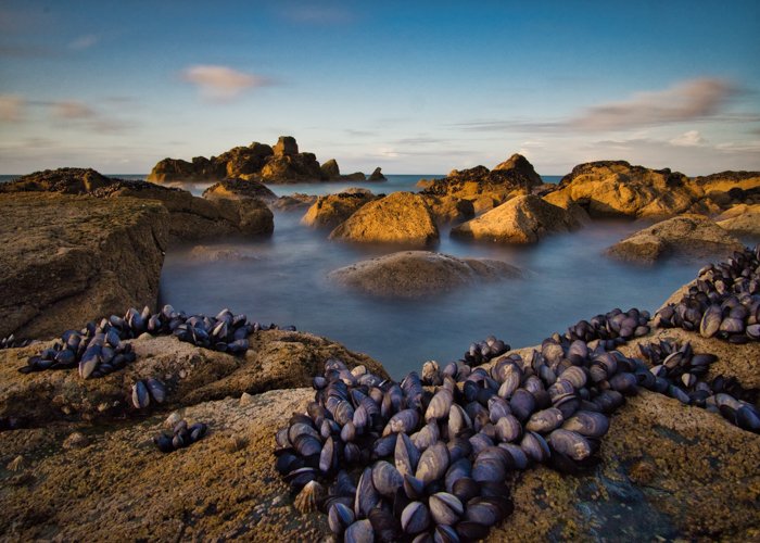 蛤蜊在海中的岩石