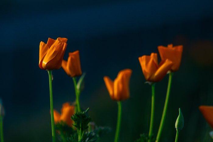 Orange flowers with bright green stems 