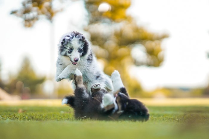 Photo of dogs playing on a field