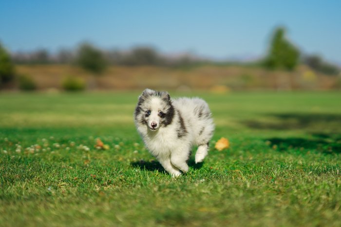 Photo of a little dog running on a field