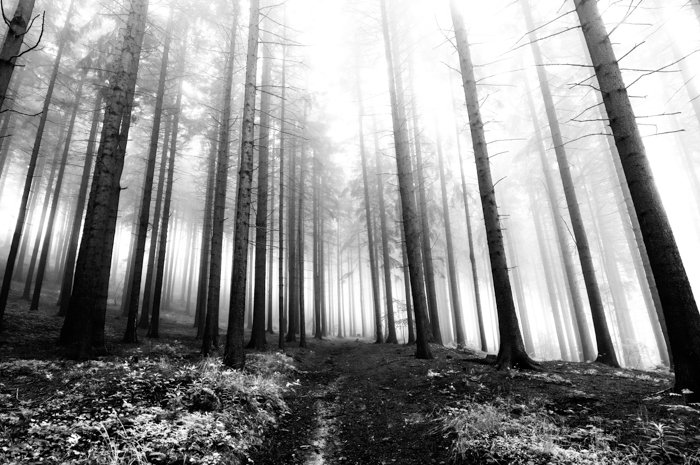 A black-and-white image of a forest with fog and barren trees