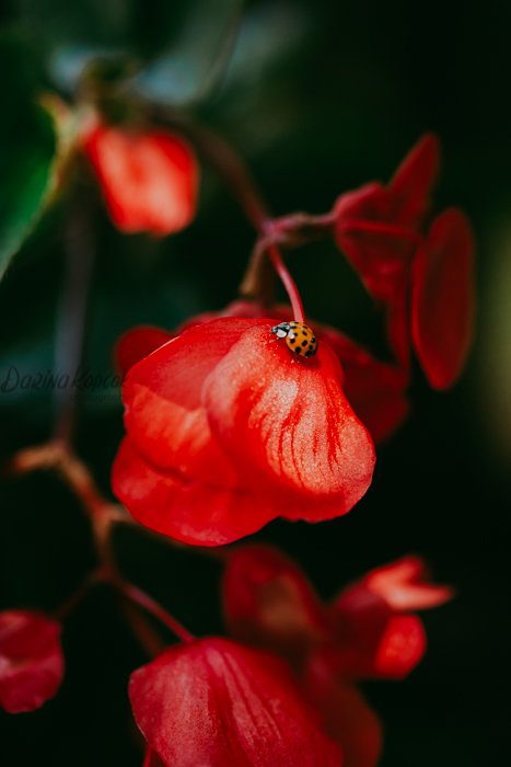 Macro photo of a red flower with a ladybug on it