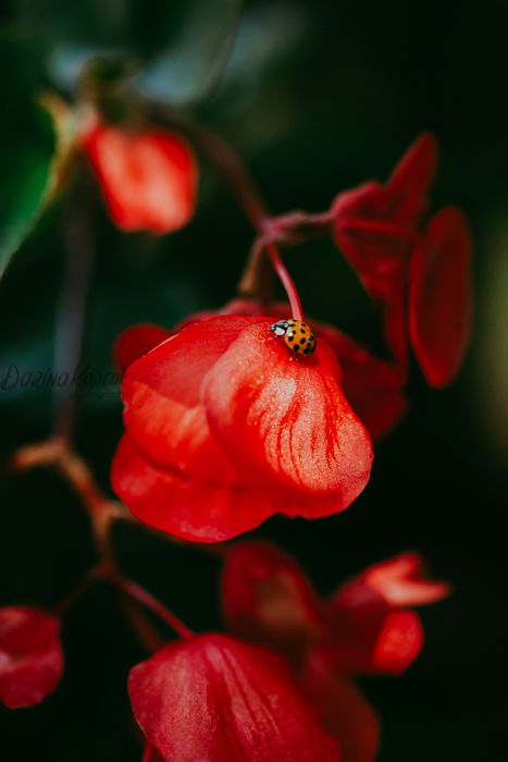 Macro photo of a red flower with a ladybug on it