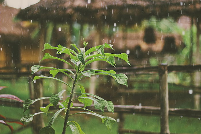 Motion blur photo of falling rain