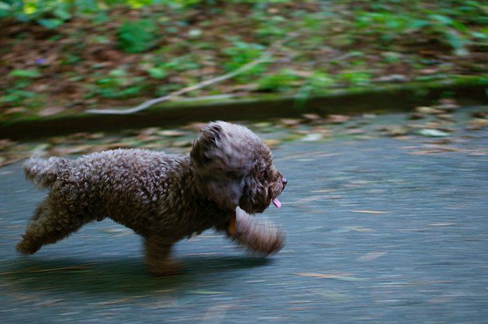 Motion blur photo of a puppy running