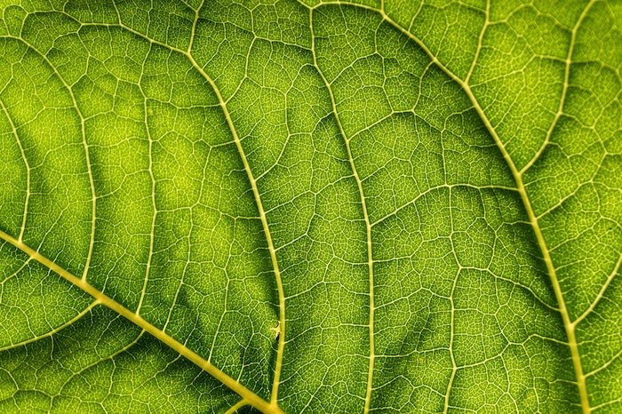 Macro photo of the veins of a leaf