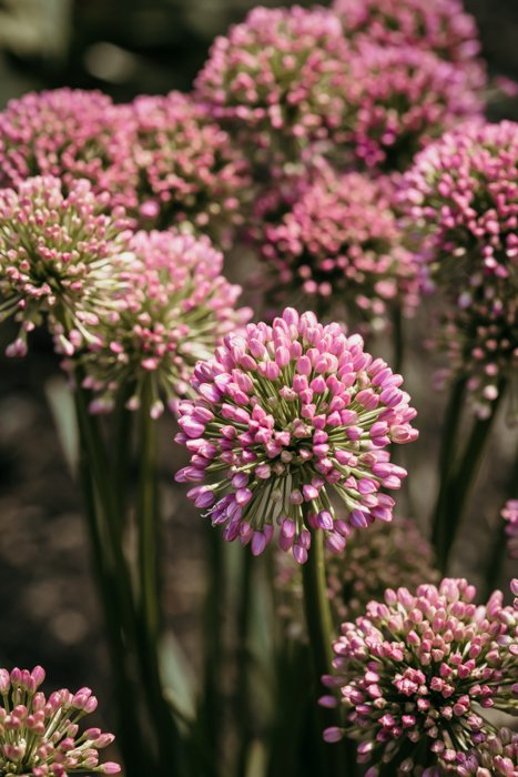 Photo of pink flowers in natural light