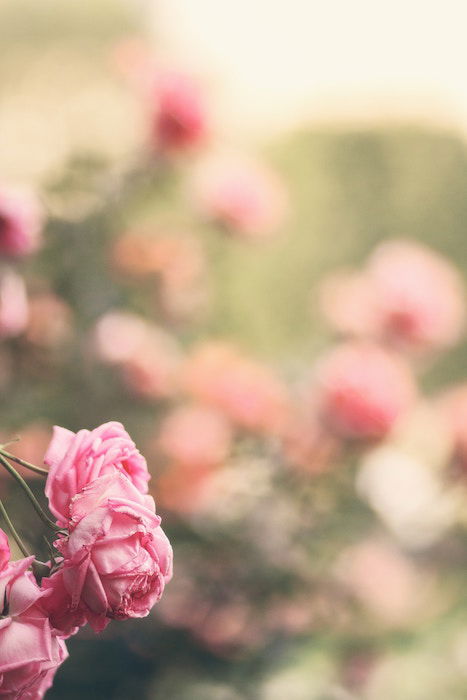 Photo of pink roses