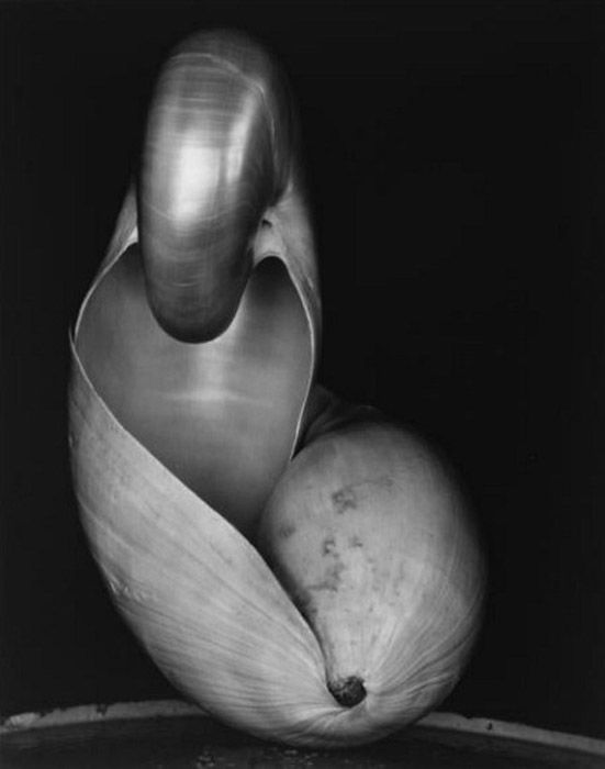 Portrait photo of a shell in black and white