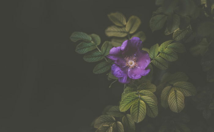 Photo of a purple flower in landscape format