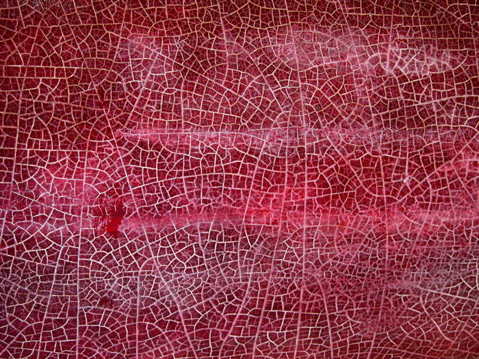 Premium Photo  Red leather texture that is very bright and has a red  background.