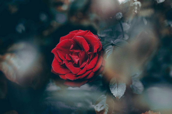 Close-up photo of a red rose with blurry spots in the foreground