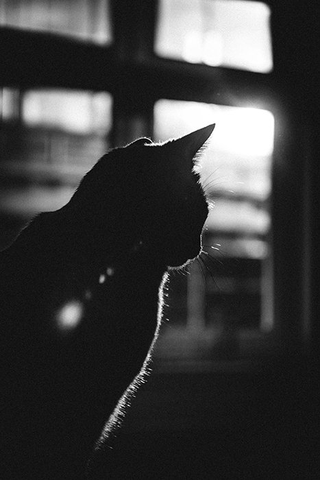Black and white photo of a cat with strong backlight