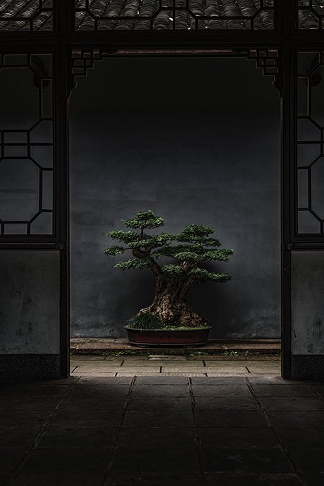 Photo of a bonsai tree under top natural outdoor light